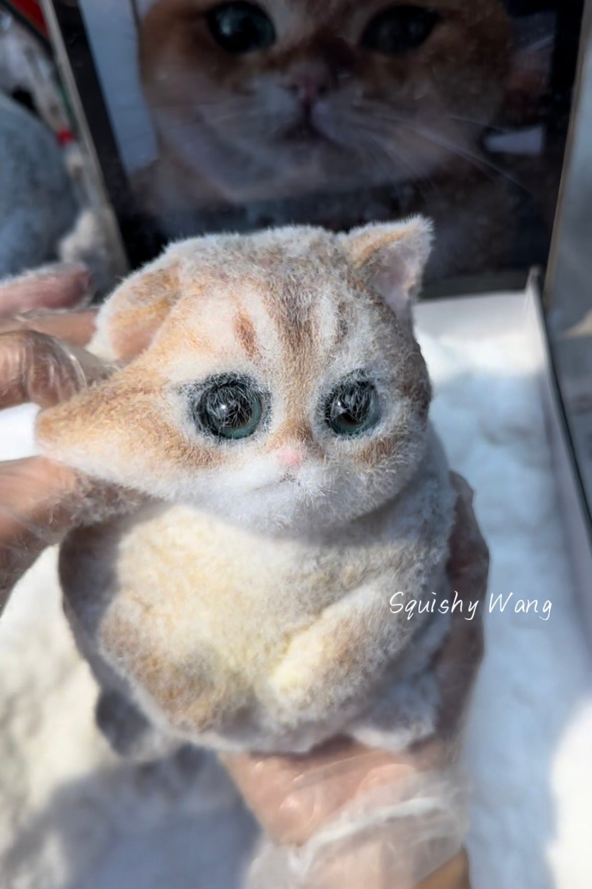 A Golden Gradient Fat Cat With Special Eyes.