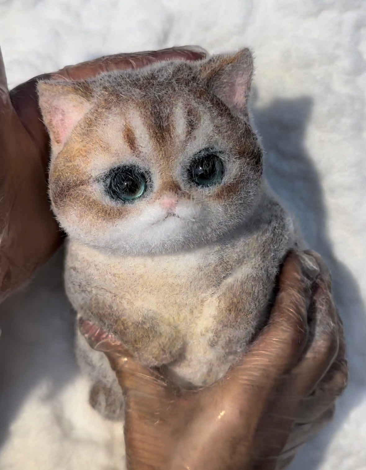 A Golden Gradient Fat Cat With Special Eyes.